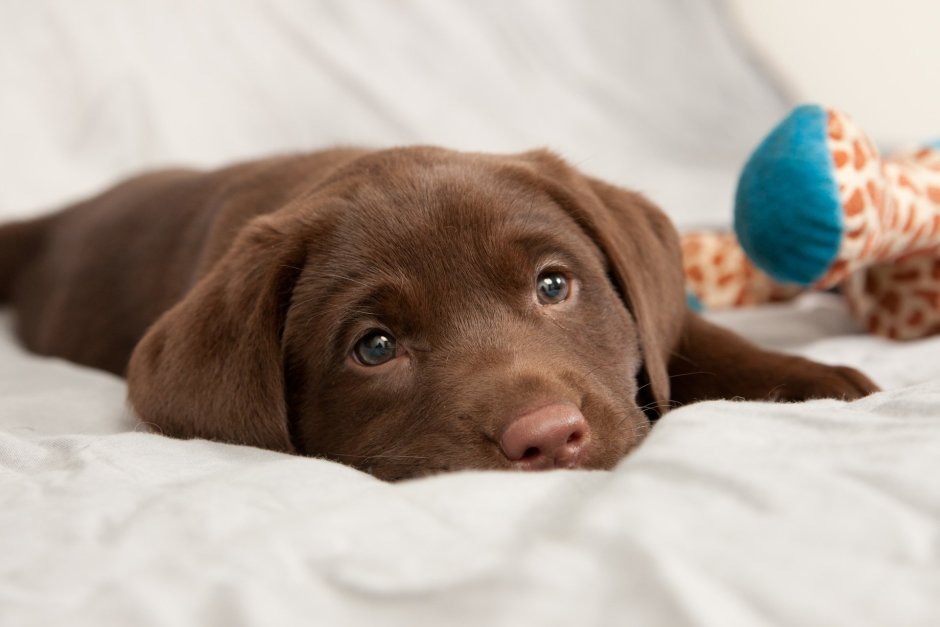 Labrador Chocolate Puppy