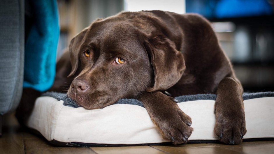 Шоколадный лабрадор девочка
