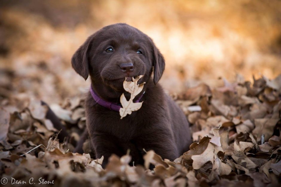 Шоколадный лабрадор щенок
