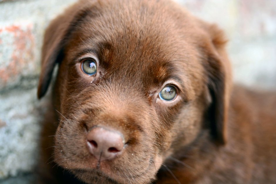 Лабрадор ретривер коричневый