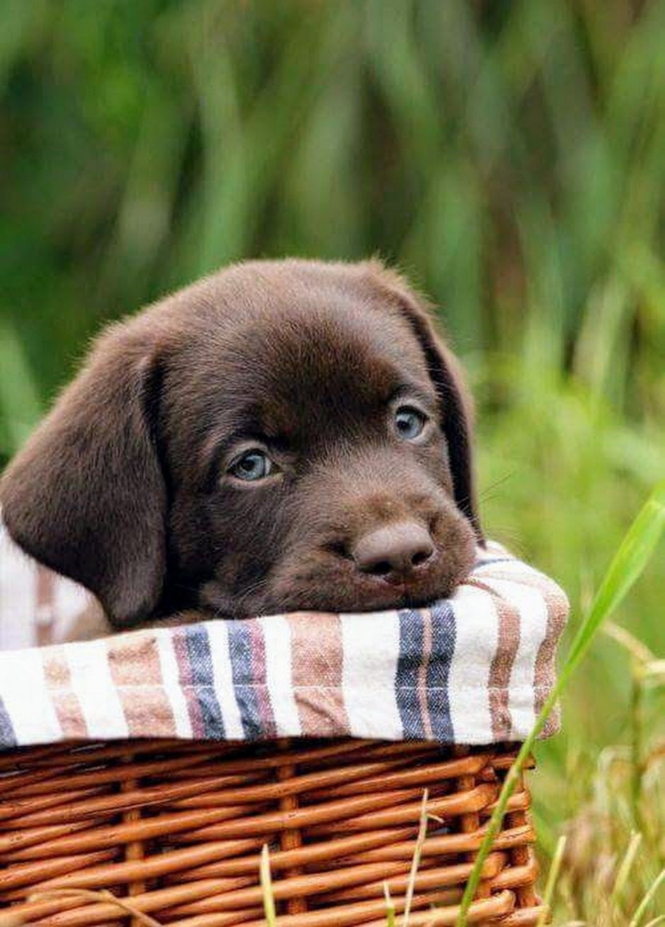 Лабрадор ретривер шоколадный золотистый