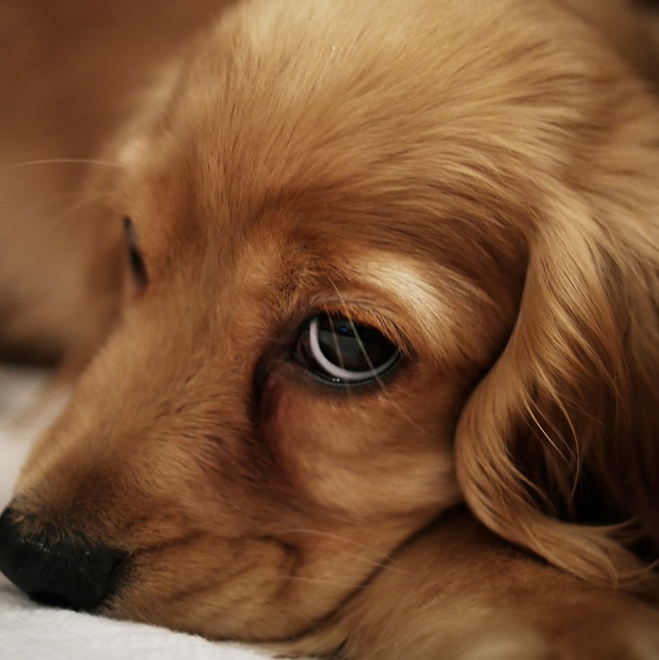 Шоколадный лабрадор щенок