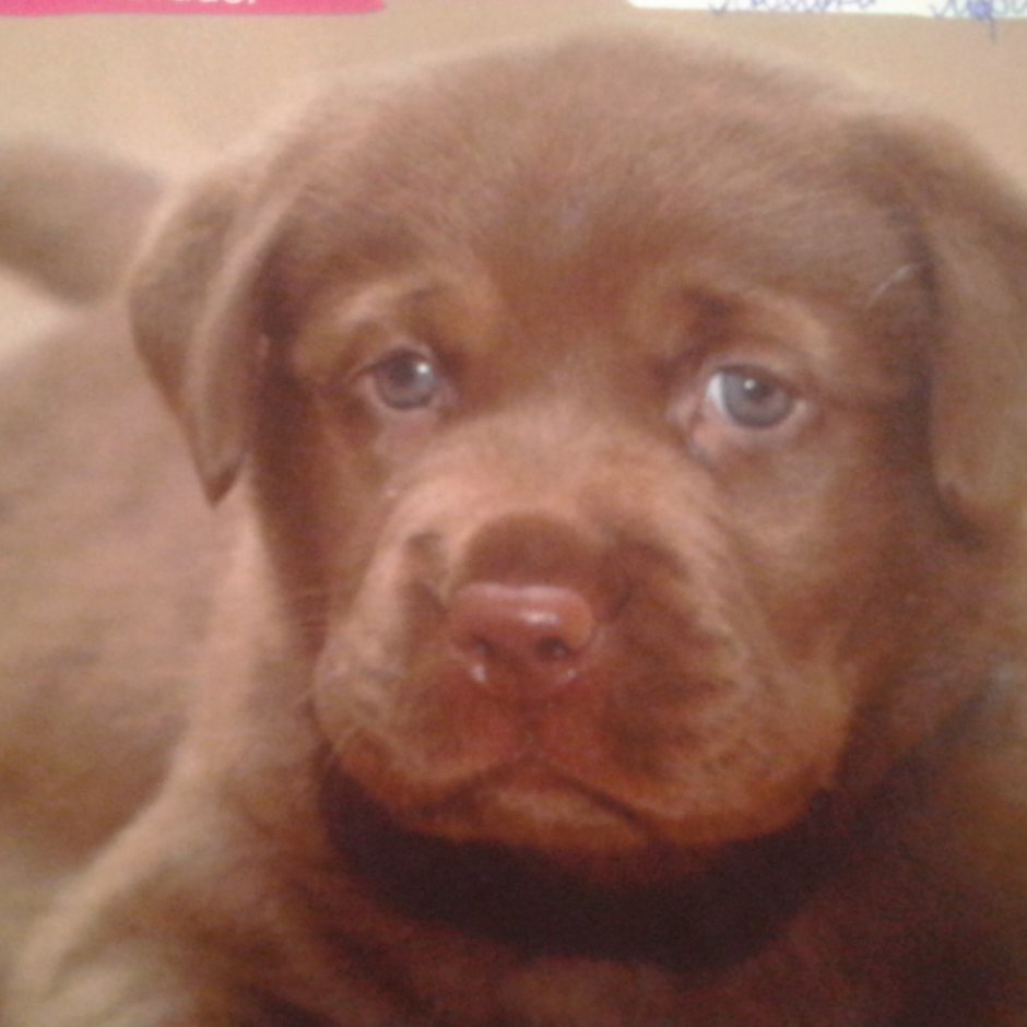 Лабрадор ретривер шоколад