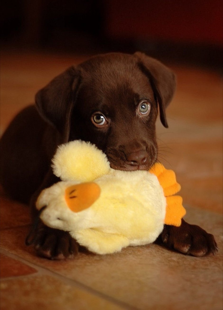 Собака с глазами как блюдца