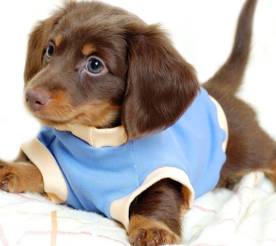 Лабрадор пушистый коричневый щенок