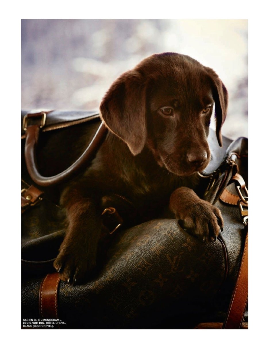 Шоколадный лабрадор щенок