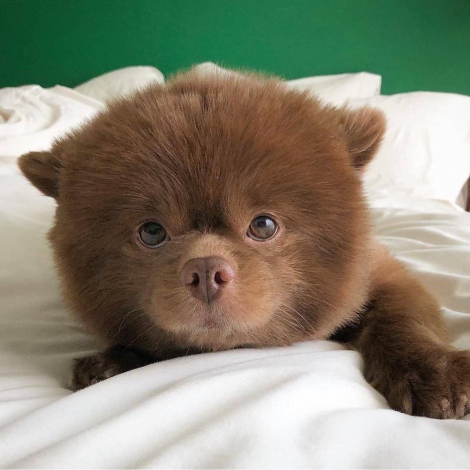 Домашняя собака