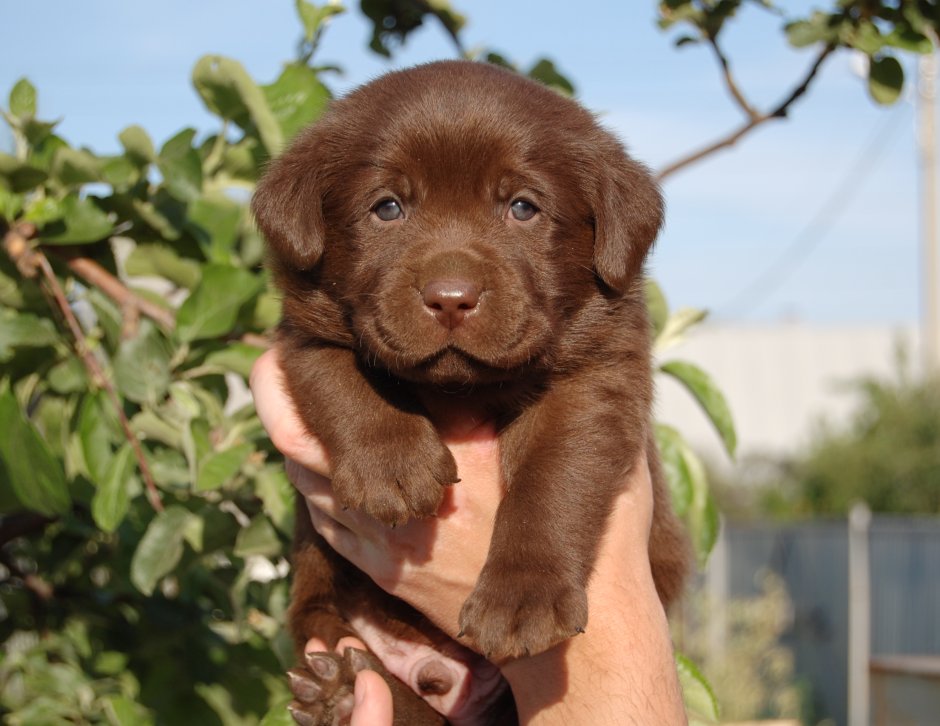 Лабрадор ротвейлер шоколадный