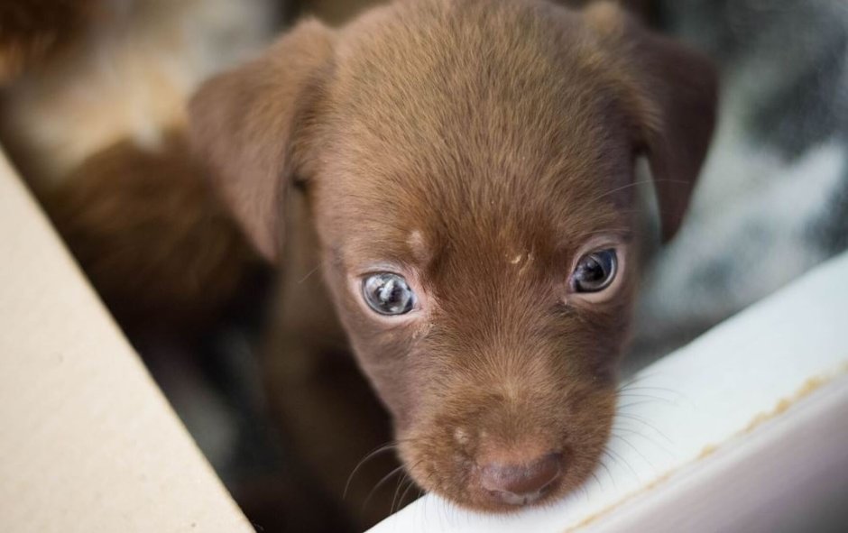 Щенок грустит