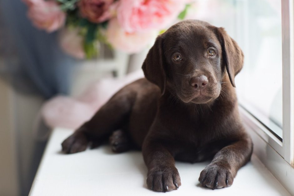 Шоколадный лабрадор Зума