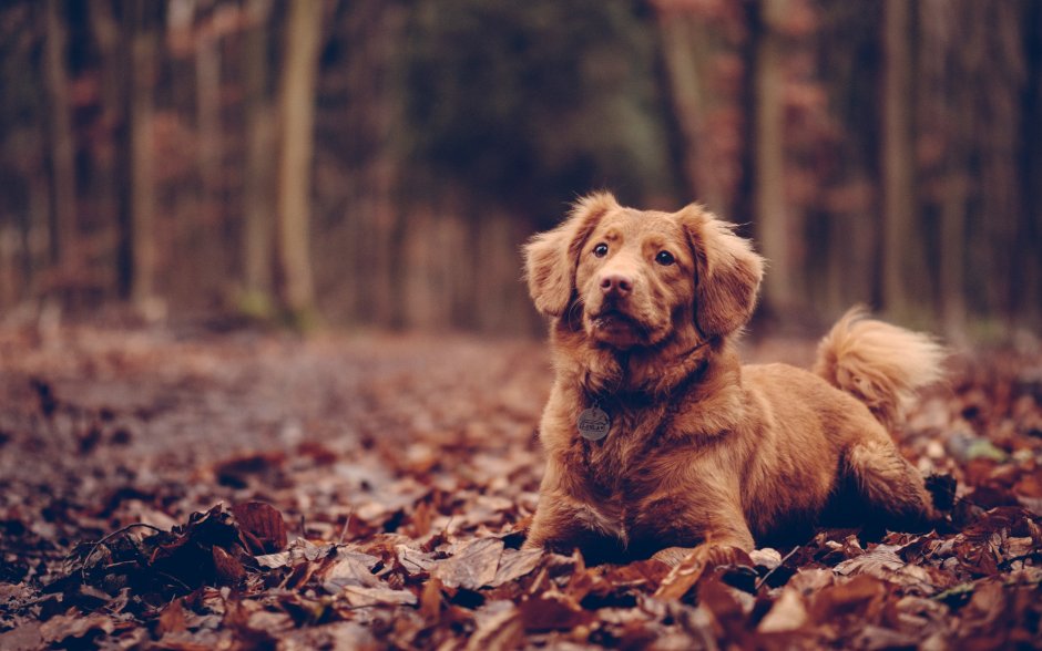 Лабрадор коричневый щенок