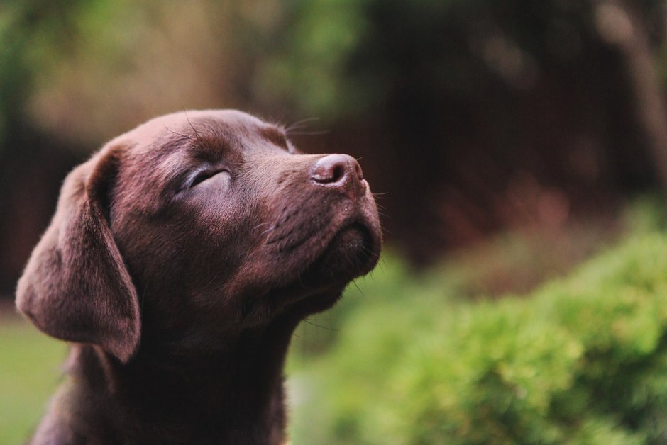 Коричневая собачка