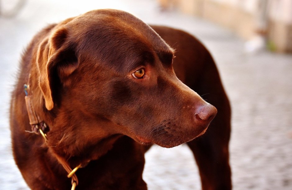 Питбуль коричневый щенок