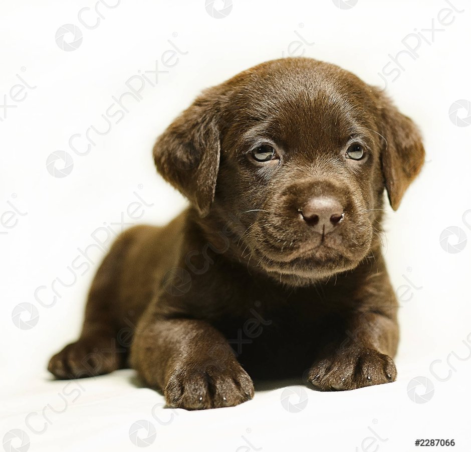 Паттердейл терьер