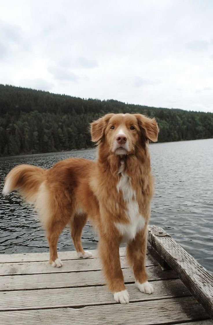 Новошотландский ретривер