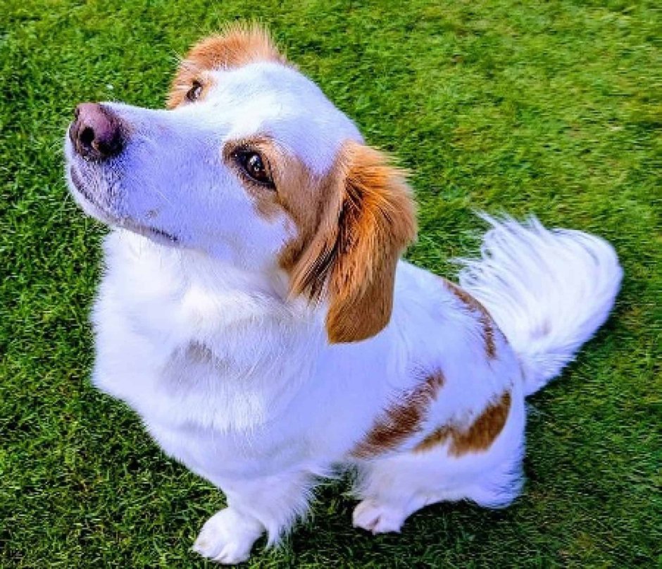 Породы собак Кипр