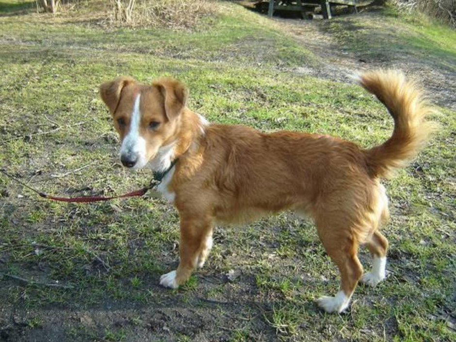 Греческая собака Алопекис