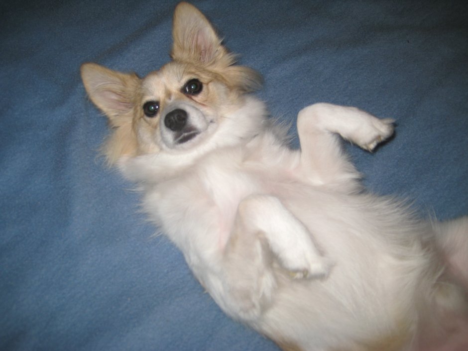 Греческая порода собак Алопекис