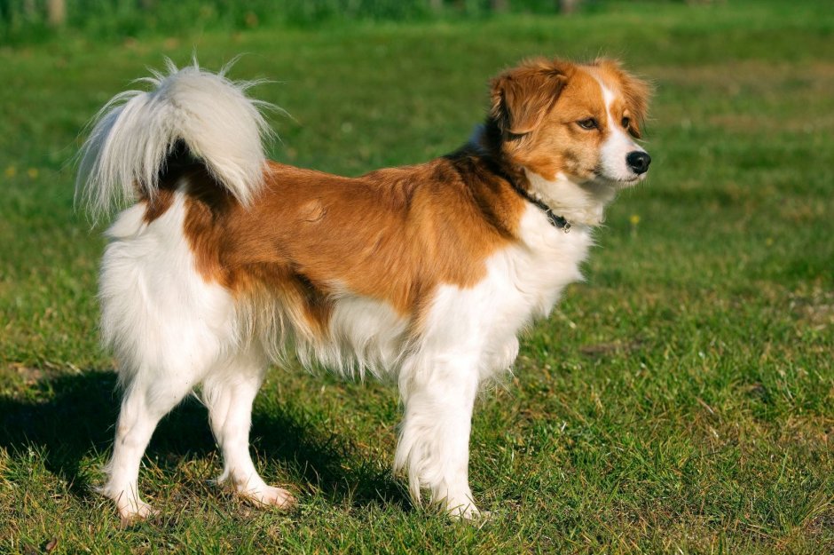 Кромфорлендер длинношерстный