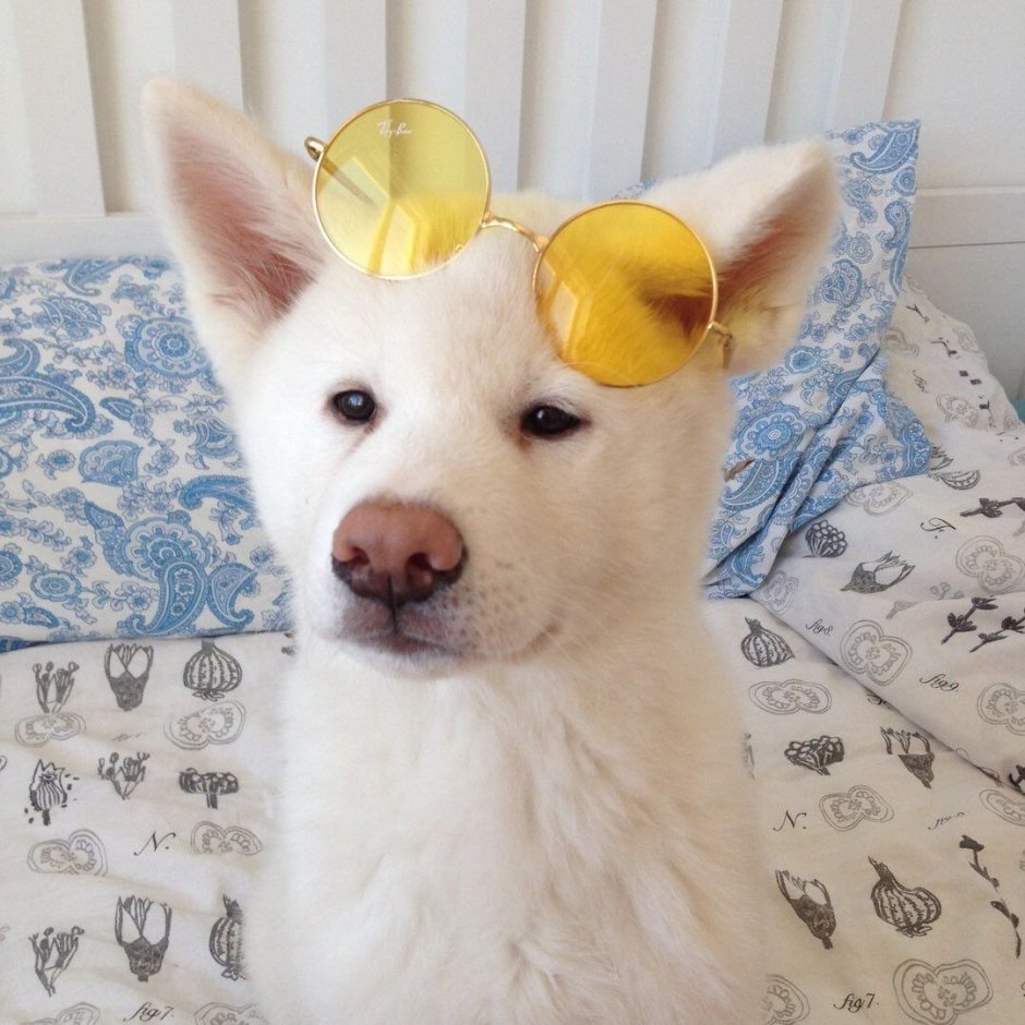 Эстетика собачек