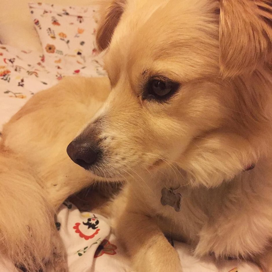 Kokoni порода собак щенки