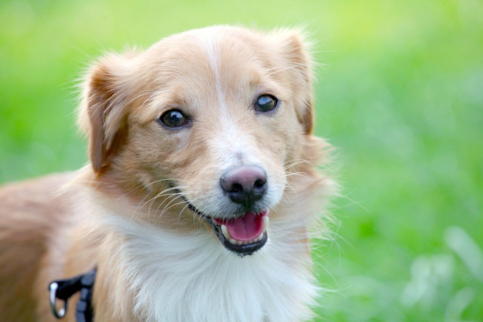 Kokoni порода собак щенки