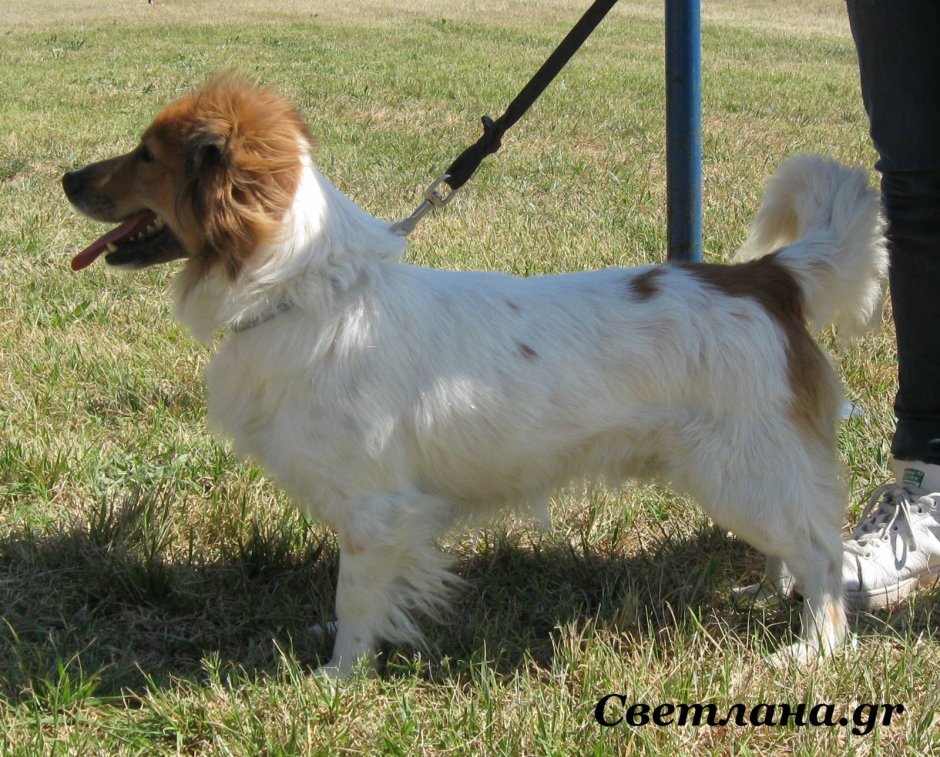 Мелитео Кинидио