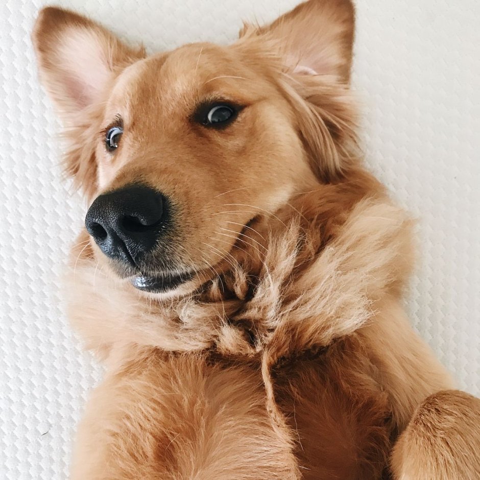 Все фото Пинтерест животных