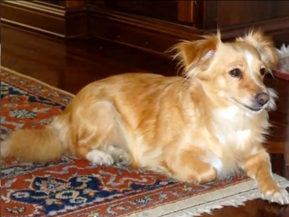 Алопекис длинношерстный