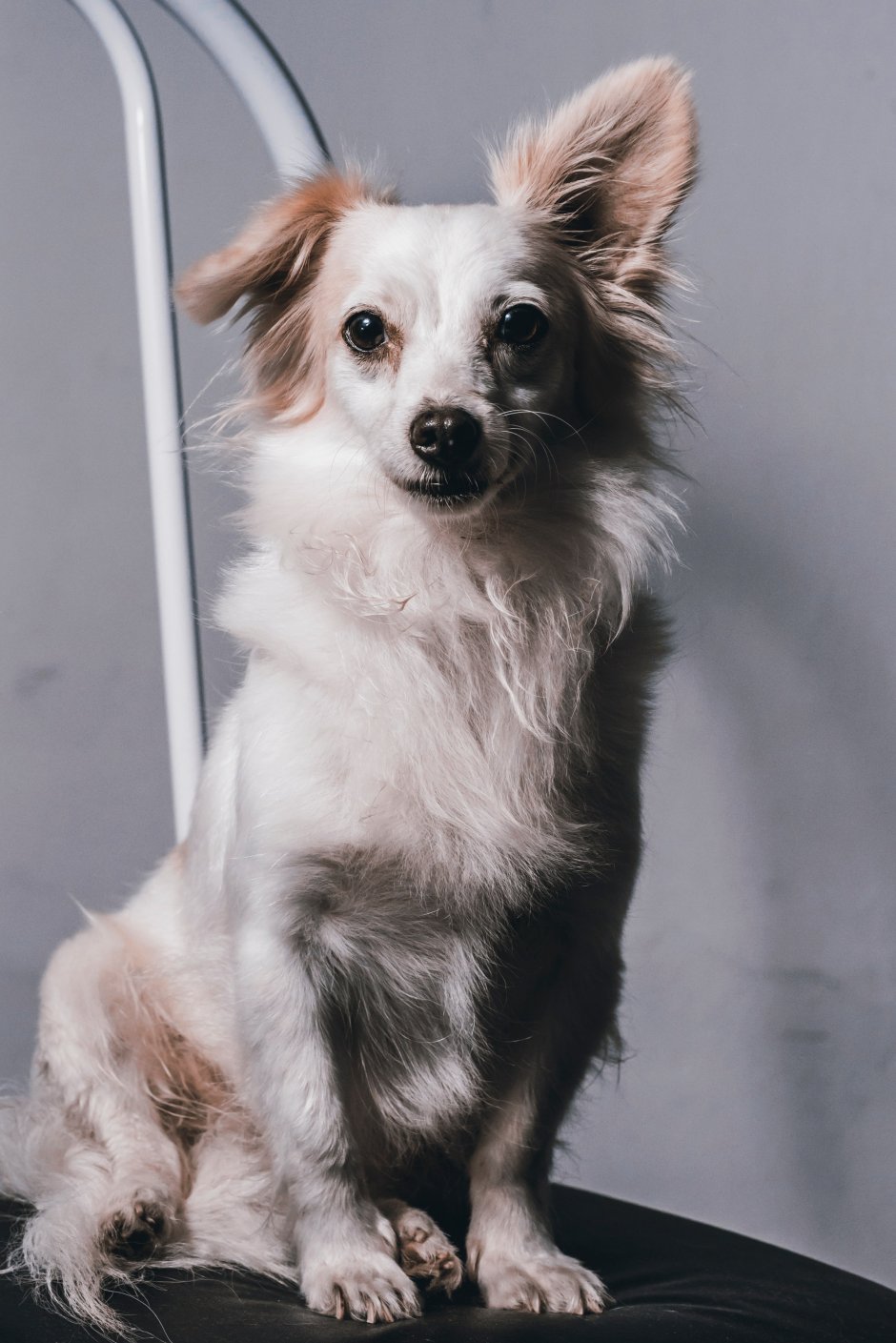 Мелитео Кинидио