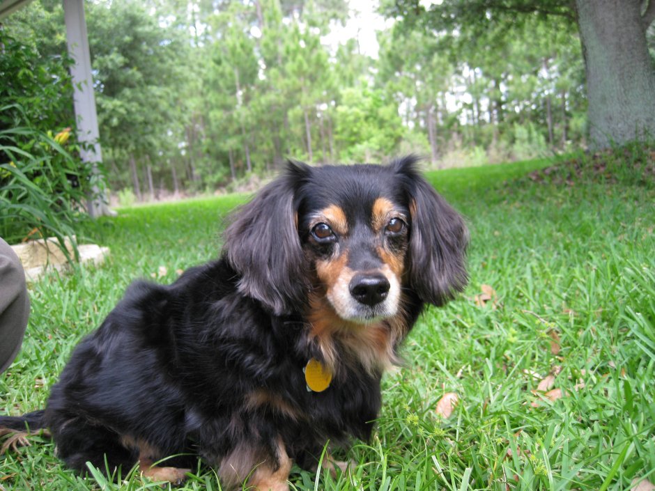 Алопекис порода собак