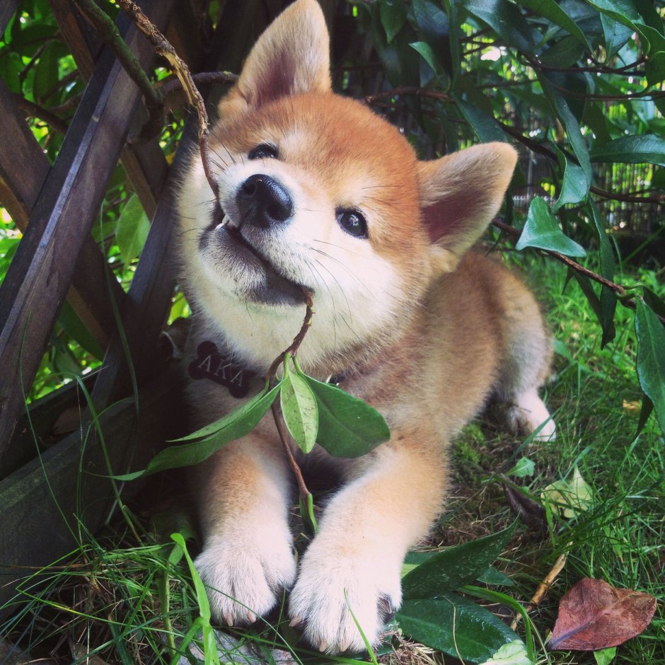 Милые породы собак