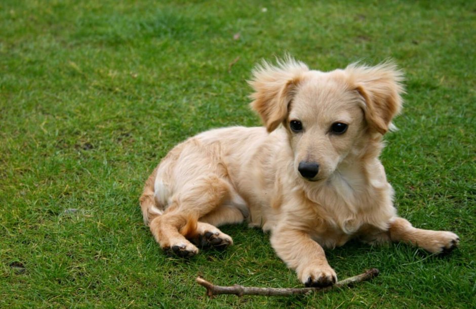 Чивини длинношерстная