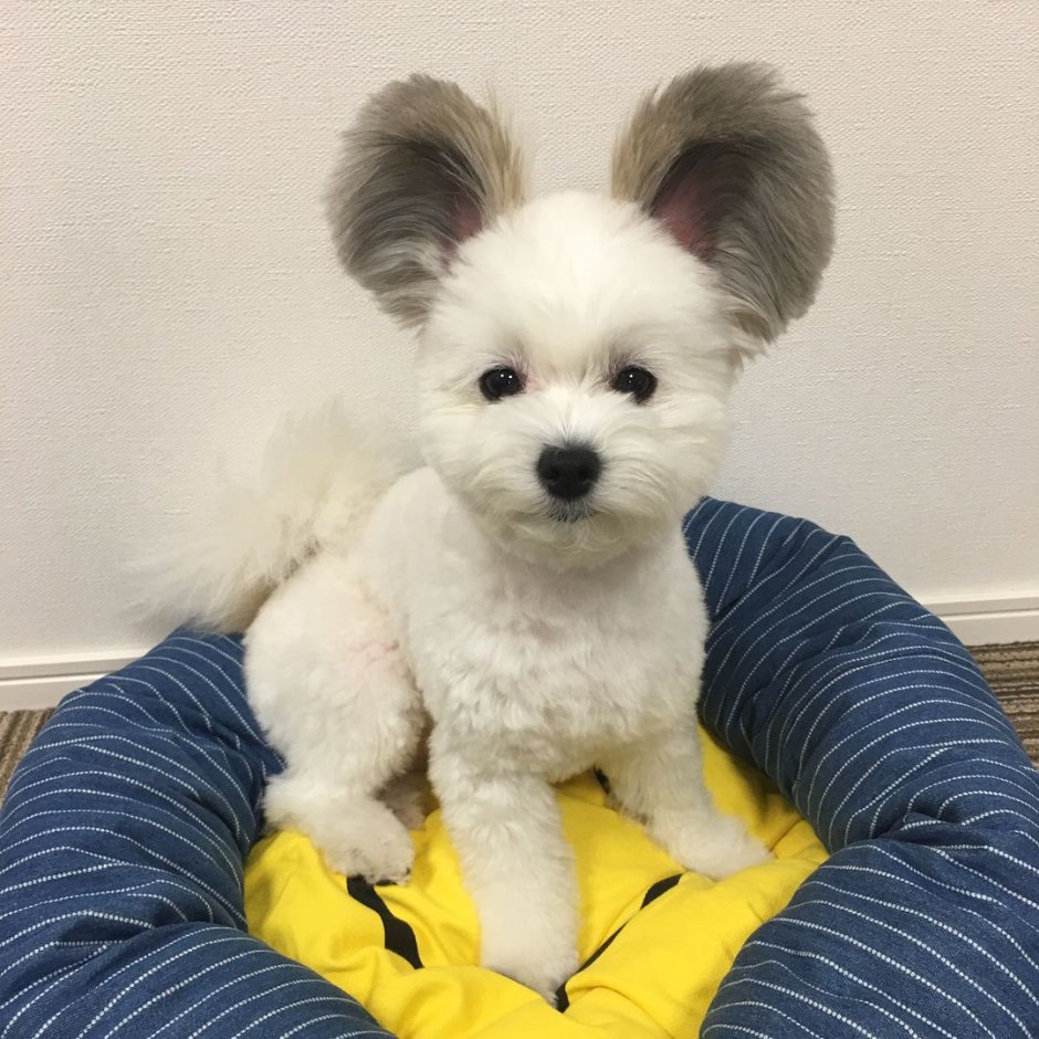 Болонка Папильон