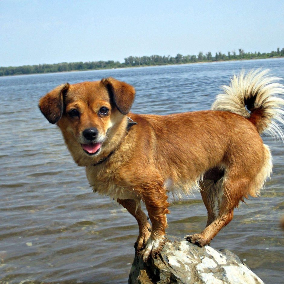 Собачка порода дворняга дворняжка