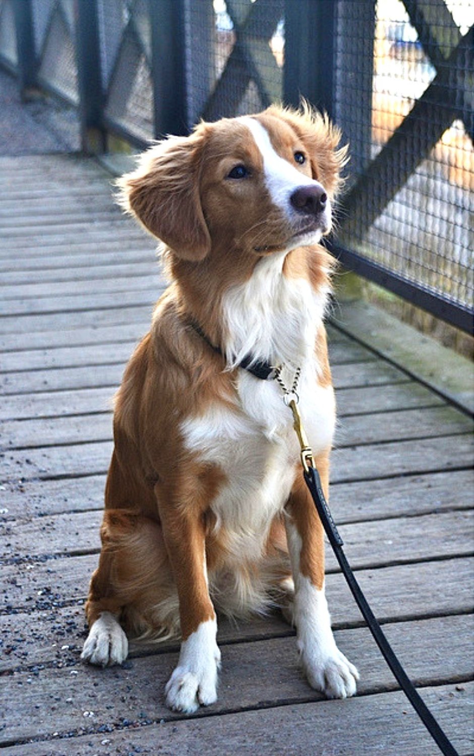 Собаки среднего размера