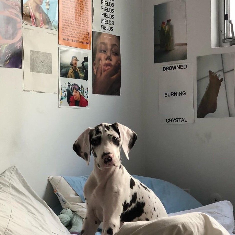 Эстетика собак