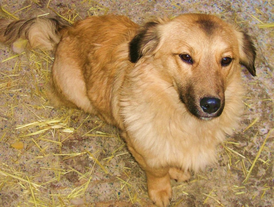 Маленький щенок с мамой