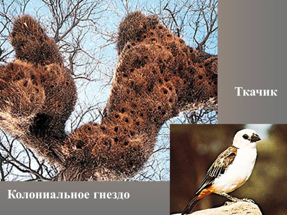 Гнёзда птиц презентация