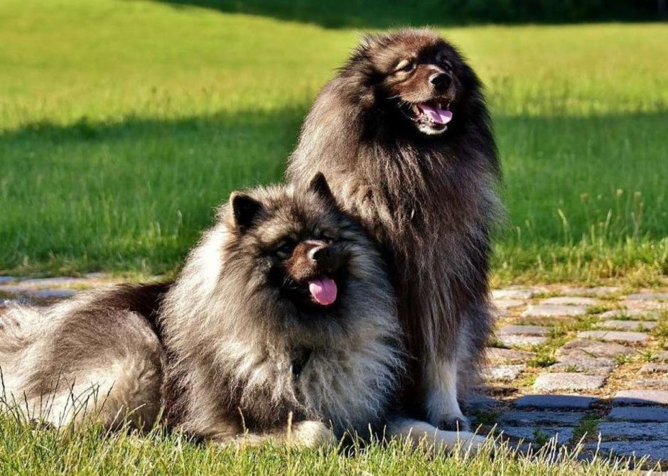 Колли = кеесхонд