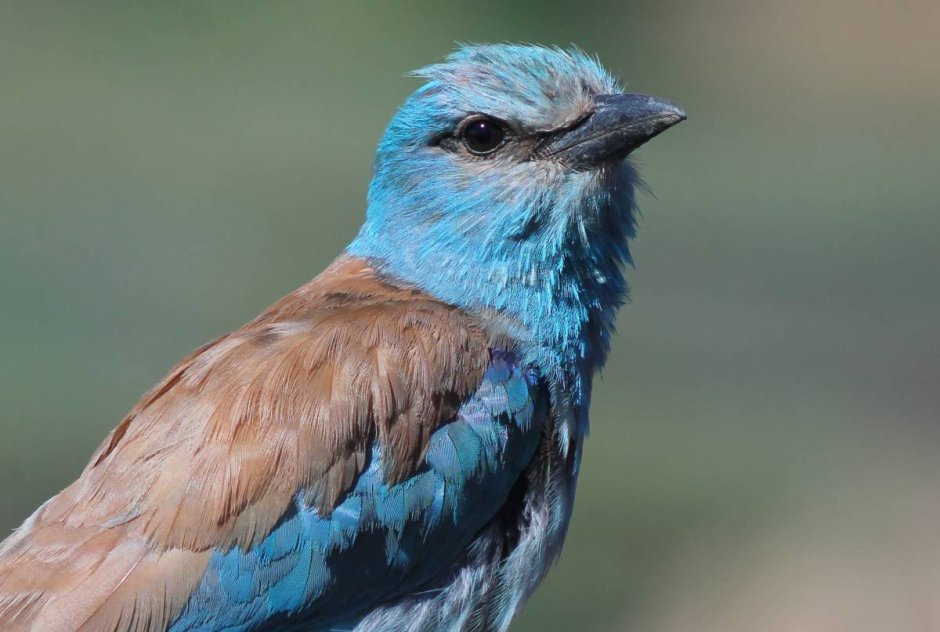 Обыкновенная сизоворонка Coracias garrulus