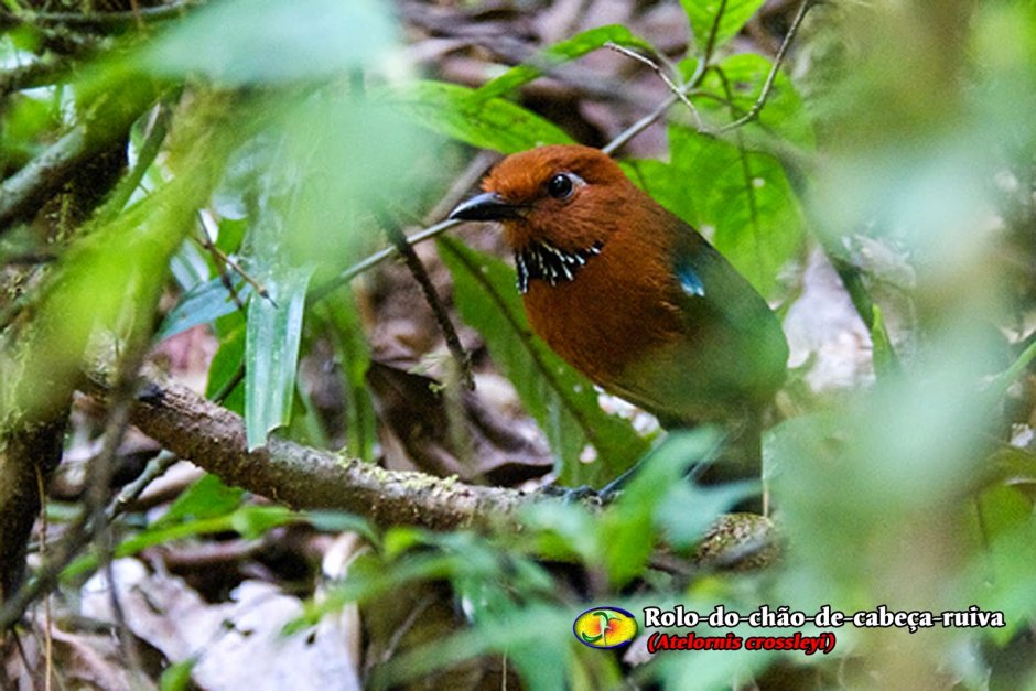 Pitta angolensis