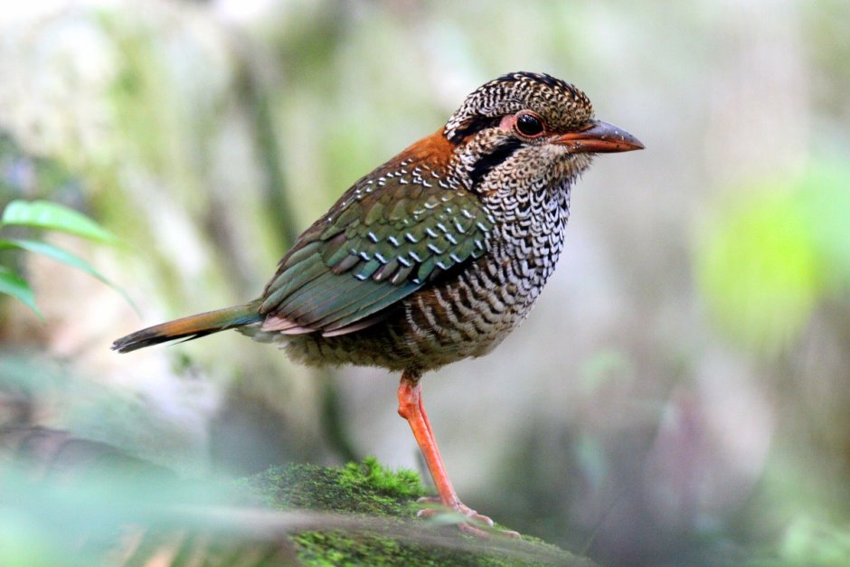 Обыкновенная сизоворонка Coracias garrulus