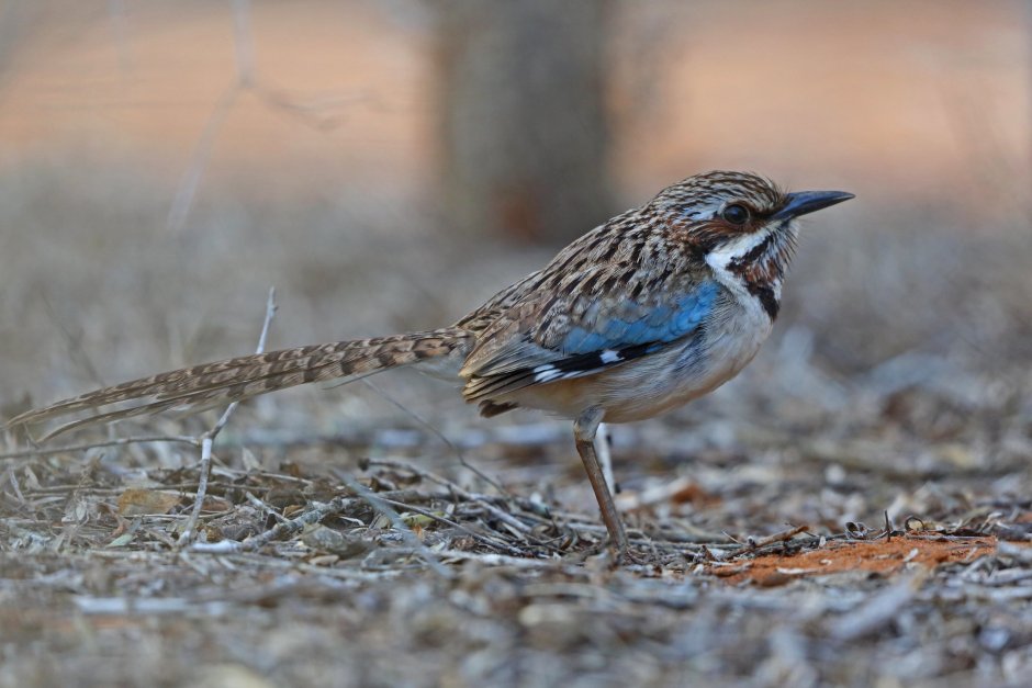 Atelornis crossleyi