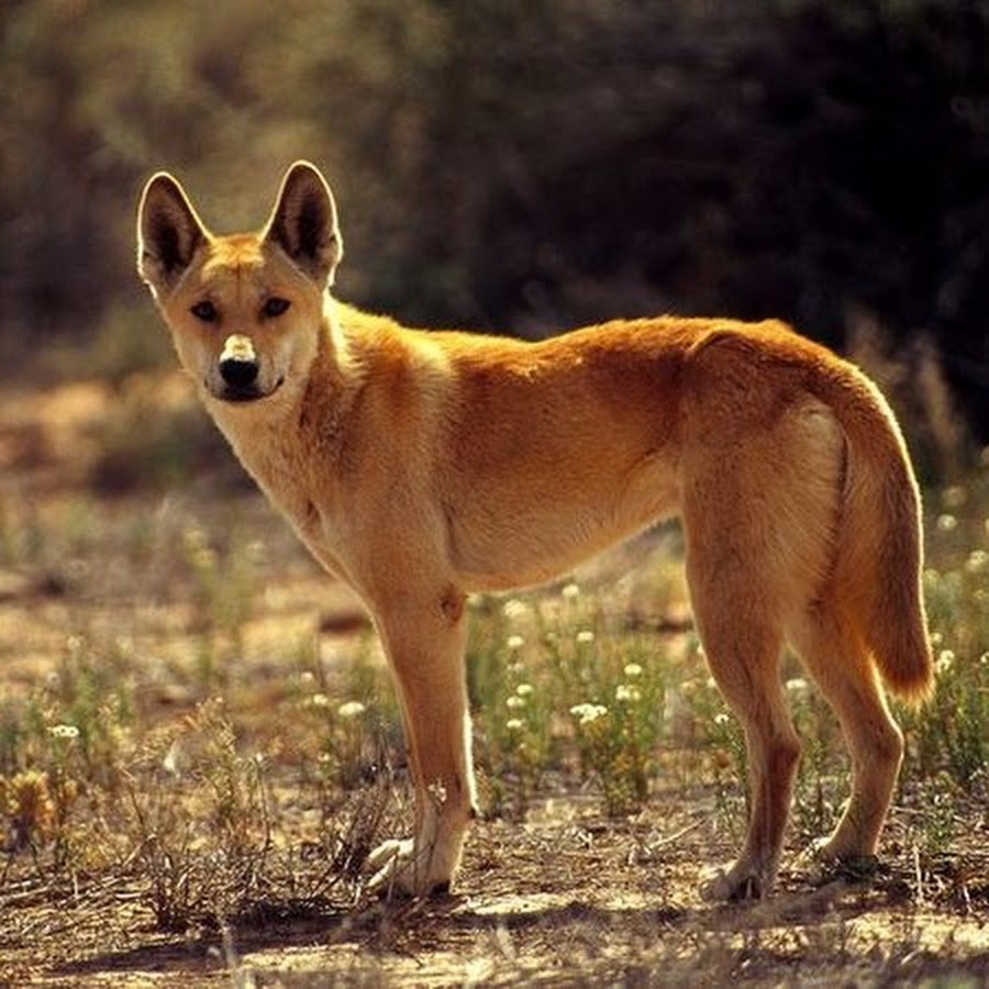 Каролинская собака