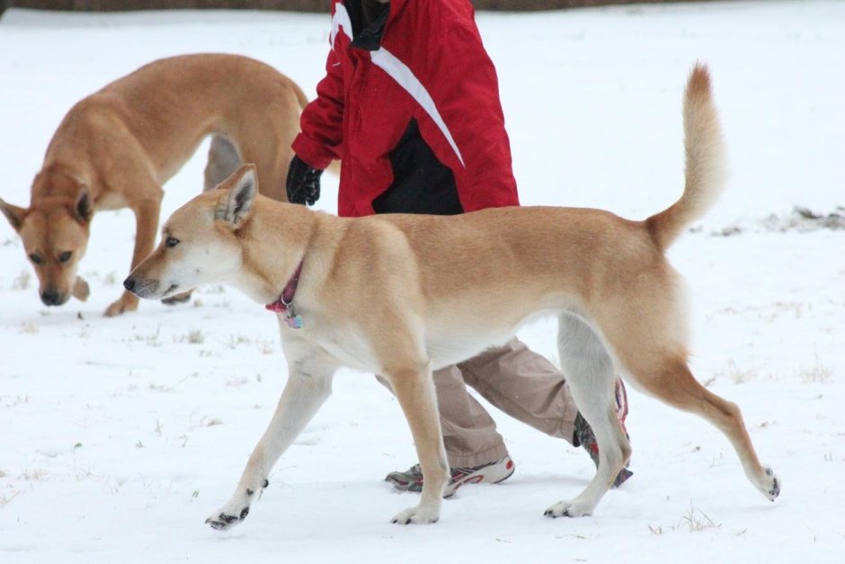 Каролинская овчарка