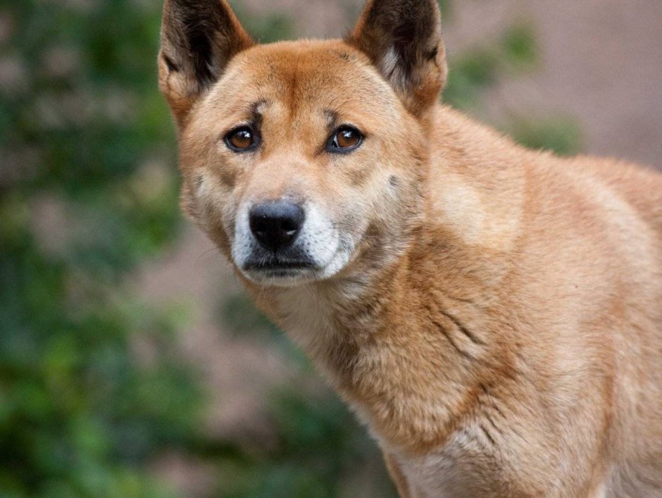 Каролинская овчарка