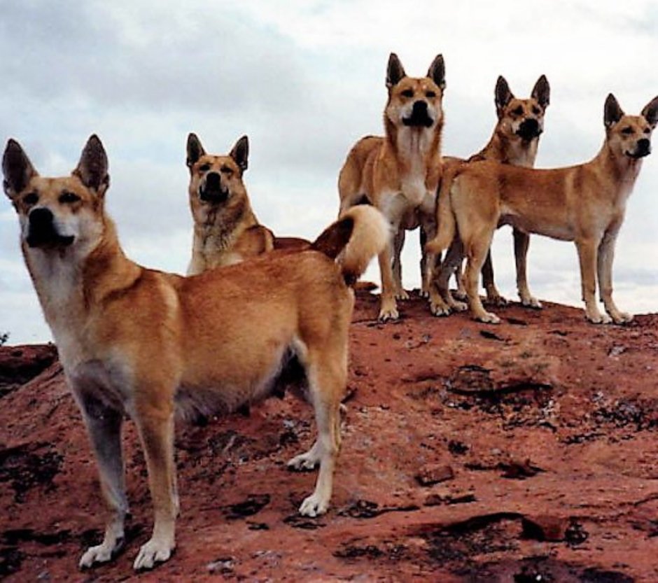 Шотландская овчарка малинуа