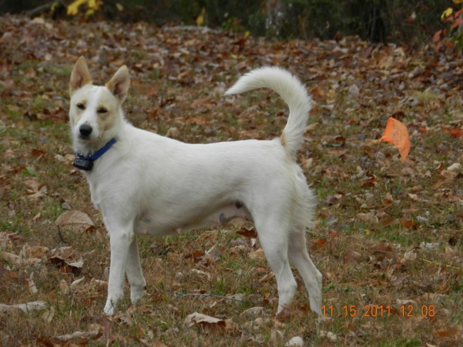 Каролинская Динго щенок