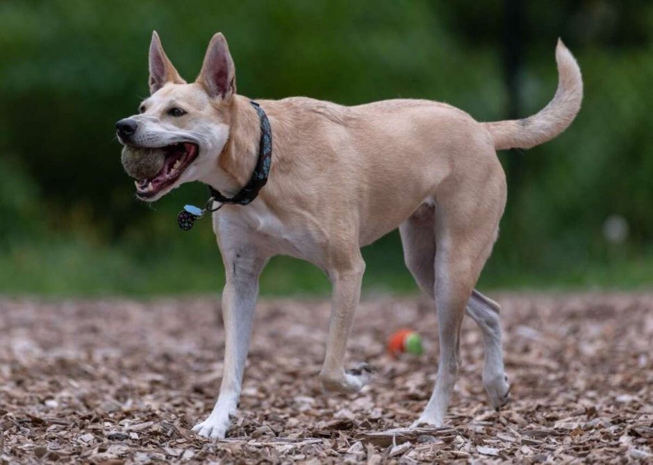Представители собак 5 группа